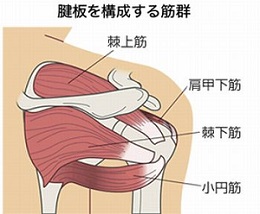 腱板 腱板