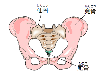 骨盤