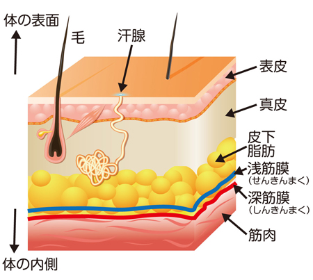 画像の説明